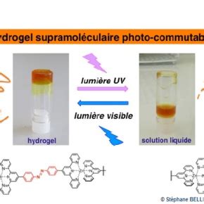 Hydrogels Versatiles: Découverte d'un Matériau Innovant pour les Applications Biomédicales et l'Ingénierie Tissu !