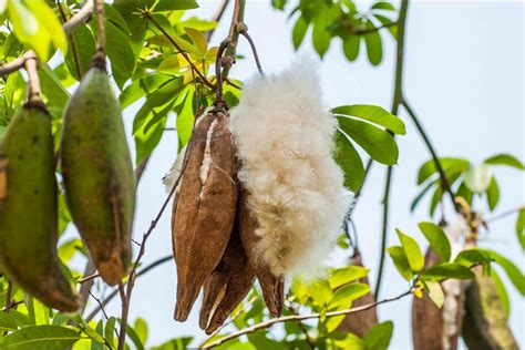  Kapok: Quelle Fibra Naturelle Offre-t-elle aux Fabricants de Textiles et aux Créateurs en Décoration?